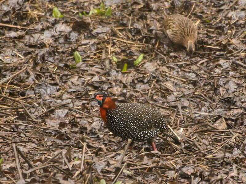 Tragopan occidentale, Foto 2