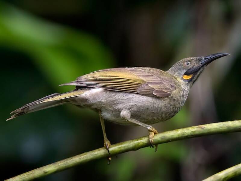 Meliphago caruncolato occidentale, Foto 4