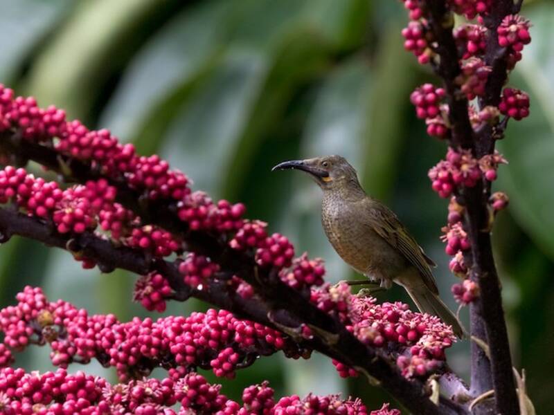 Western Wattled-Honeyeater