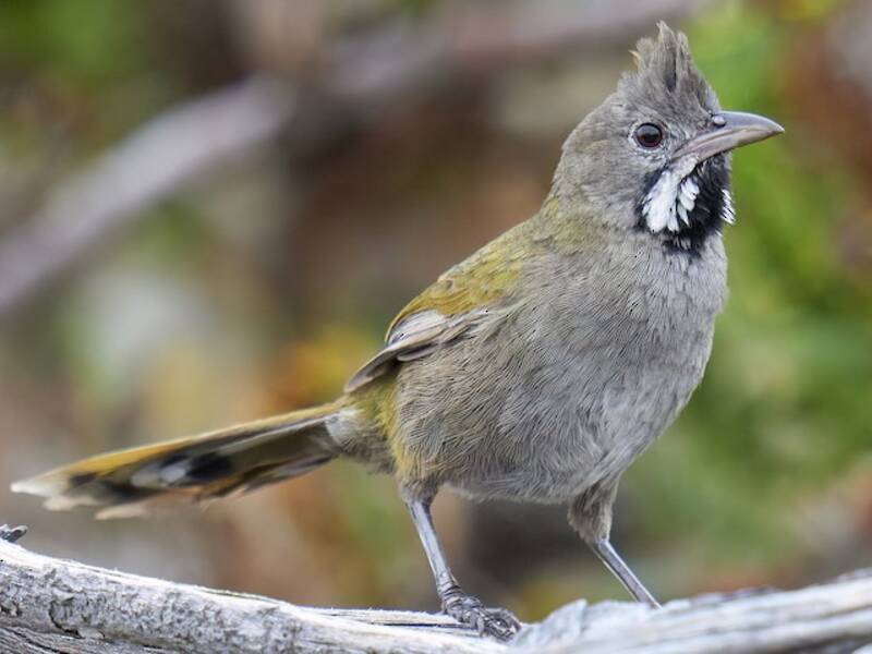 Western Whipbird, Photos 4