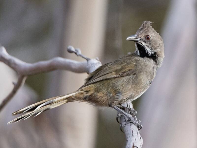 Western Whipbird, Photos 3