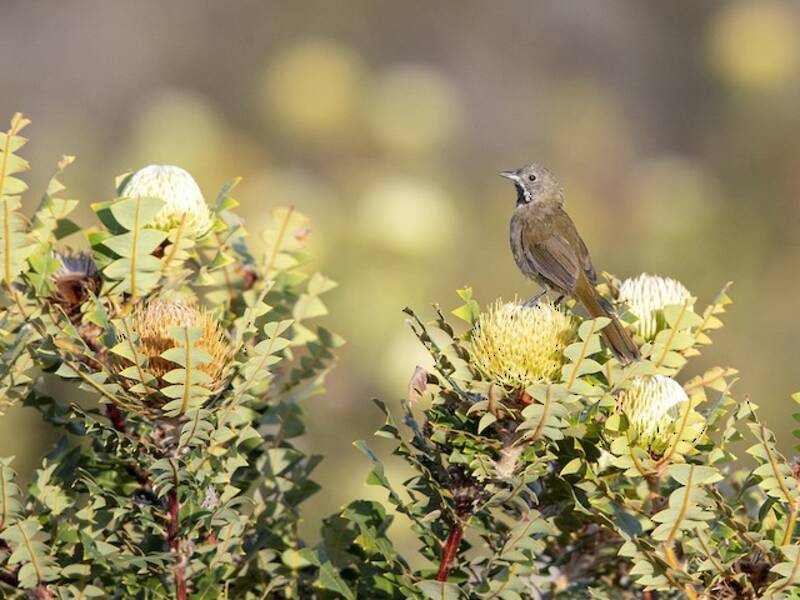 Western Whipbird, Photos 2