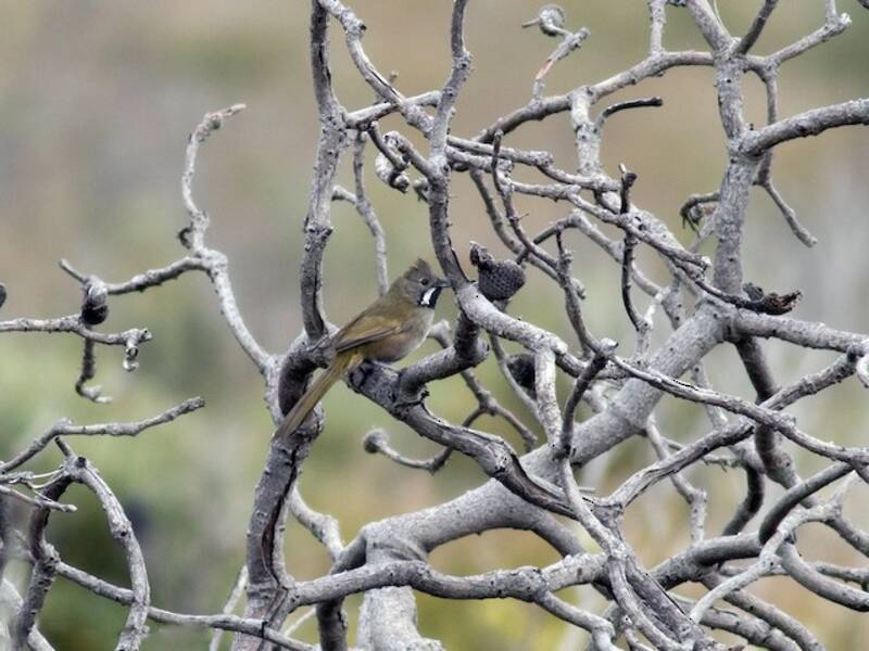 Western Whipbird