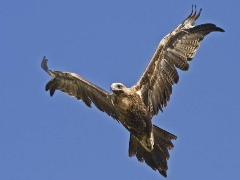 Keilschwanzadler, Fotos 4