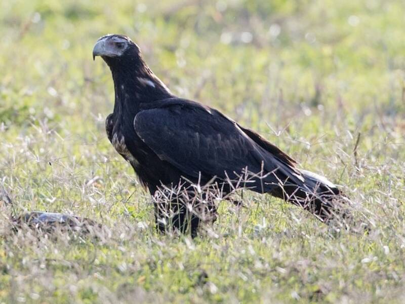 Keilschwanzadler, Fotos 3