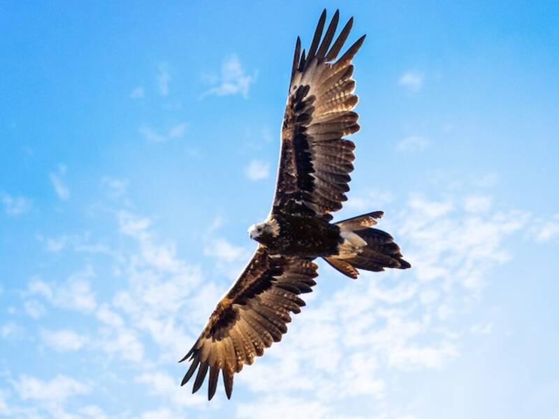 Keilschwanzadler