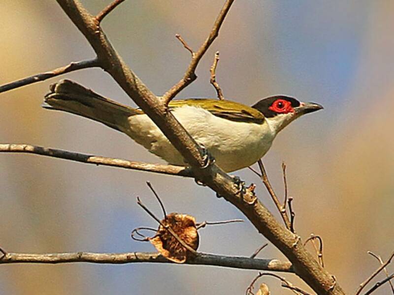Oriole figuier de Wetar