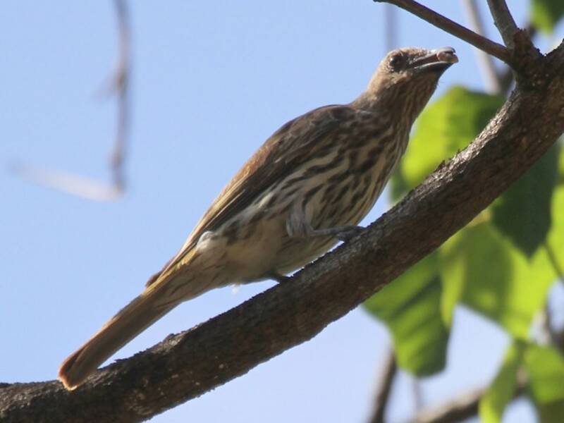Oriole figuier de Wetar, Photos 4