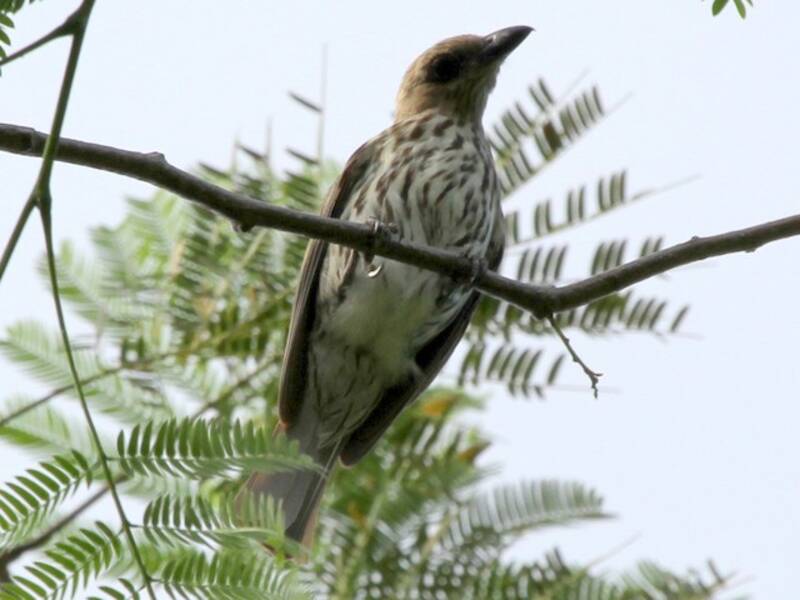 Oriole figuier de Wetar, Photos 2