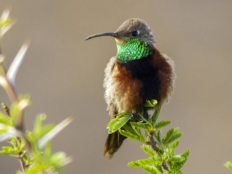 Colibri d'Adela, Photos 3