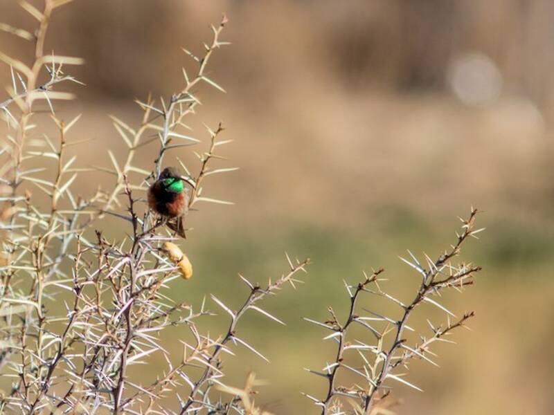 Colibri d'Adela, Photos 4