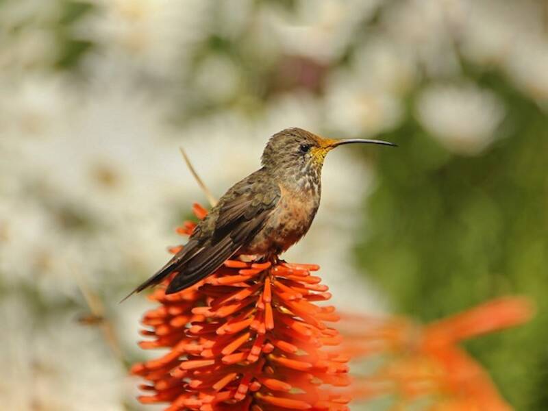 Colibri d'Adela, Photos 2