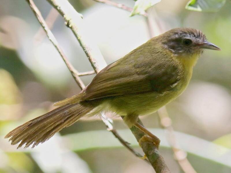 Wedge-tailed Jery, Photos 4