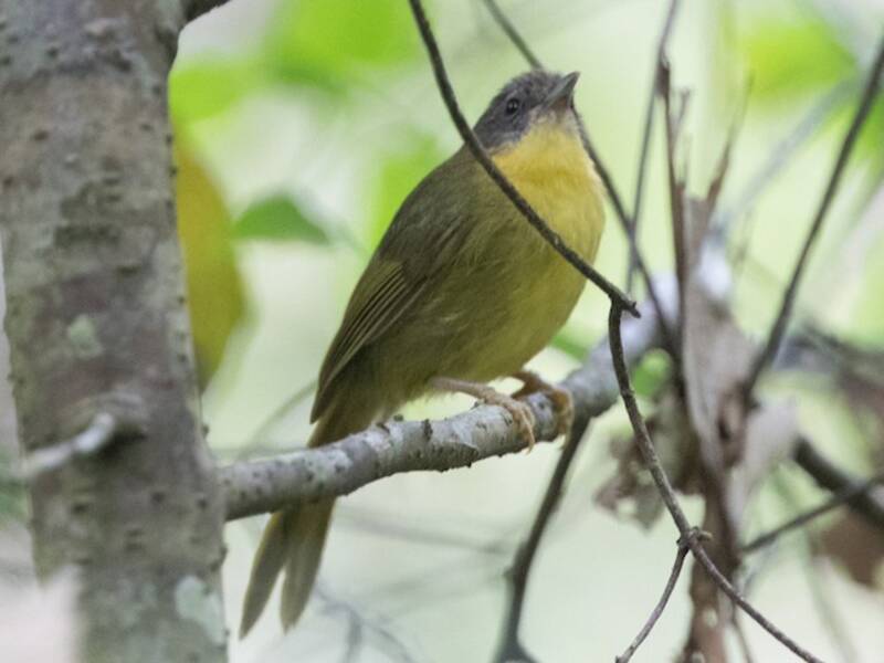 Wedge-tailed Jery, Photos 3