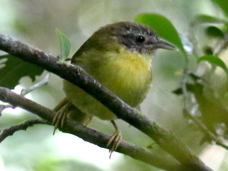Wedge-tailed Jery, Photos 2
