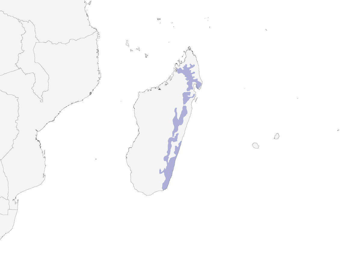 Wedge-tailed Jery, Distribution 1