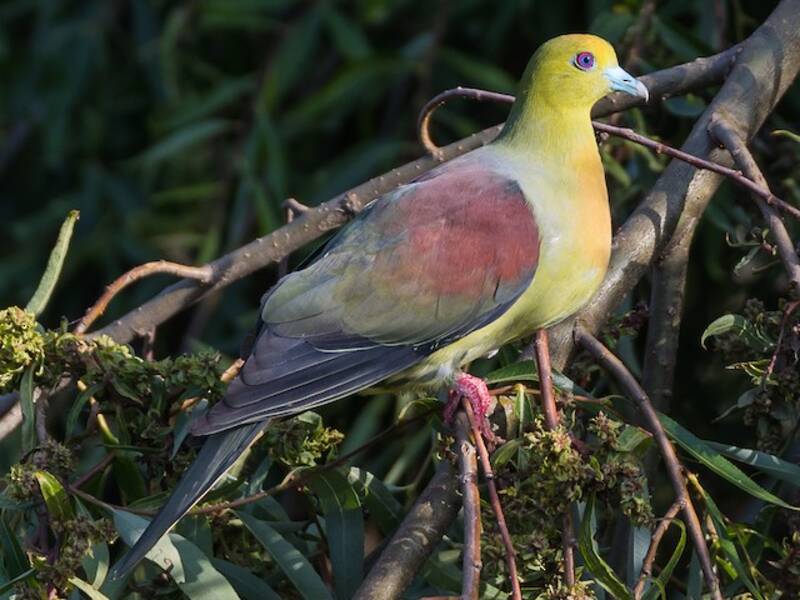 Wedge-tailed Green-Pigeon