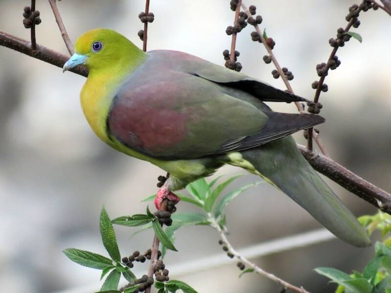 Wedge-tailed Green-Pigeon, Photos 3