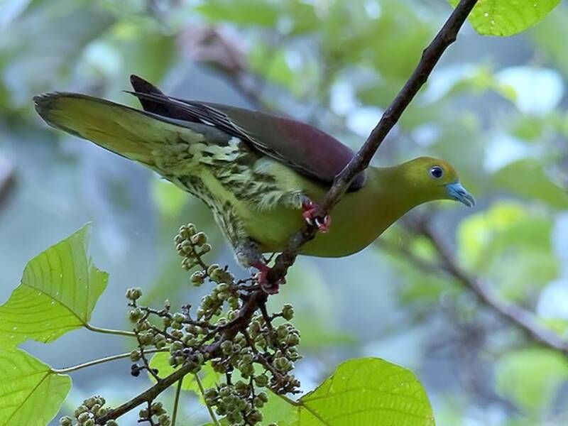 Wedge-tailed Green-Pigeon, Photos 2