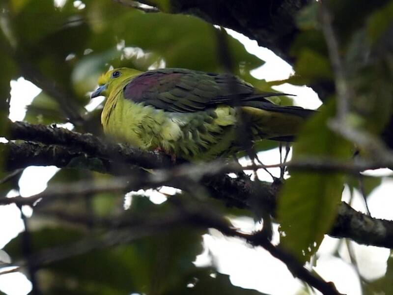 Wedge-tailed Green-Pigeon, Photos 4