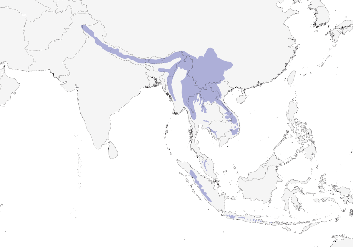 Wedge-tailed Green-Pigeon, Distribution 1