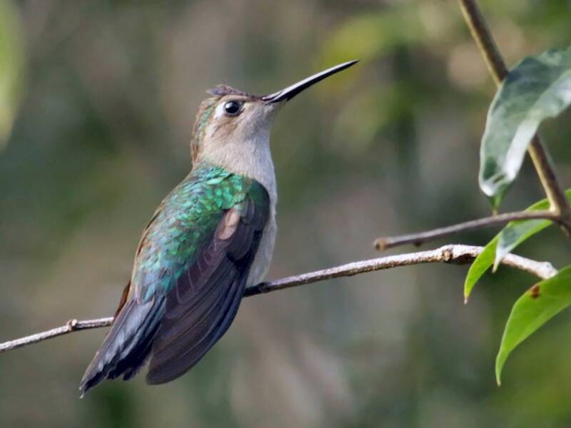 Colibrí sable colicuña, Fotos 3
