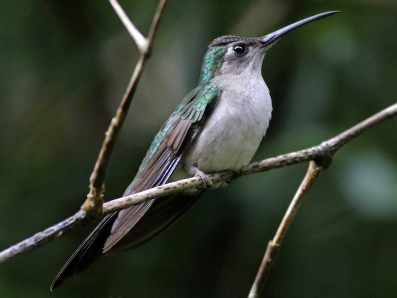 Colibrí sable colicuña