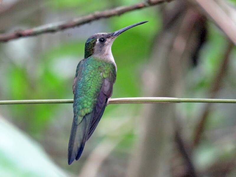 Colibrí sable colicuña, Fotos 4