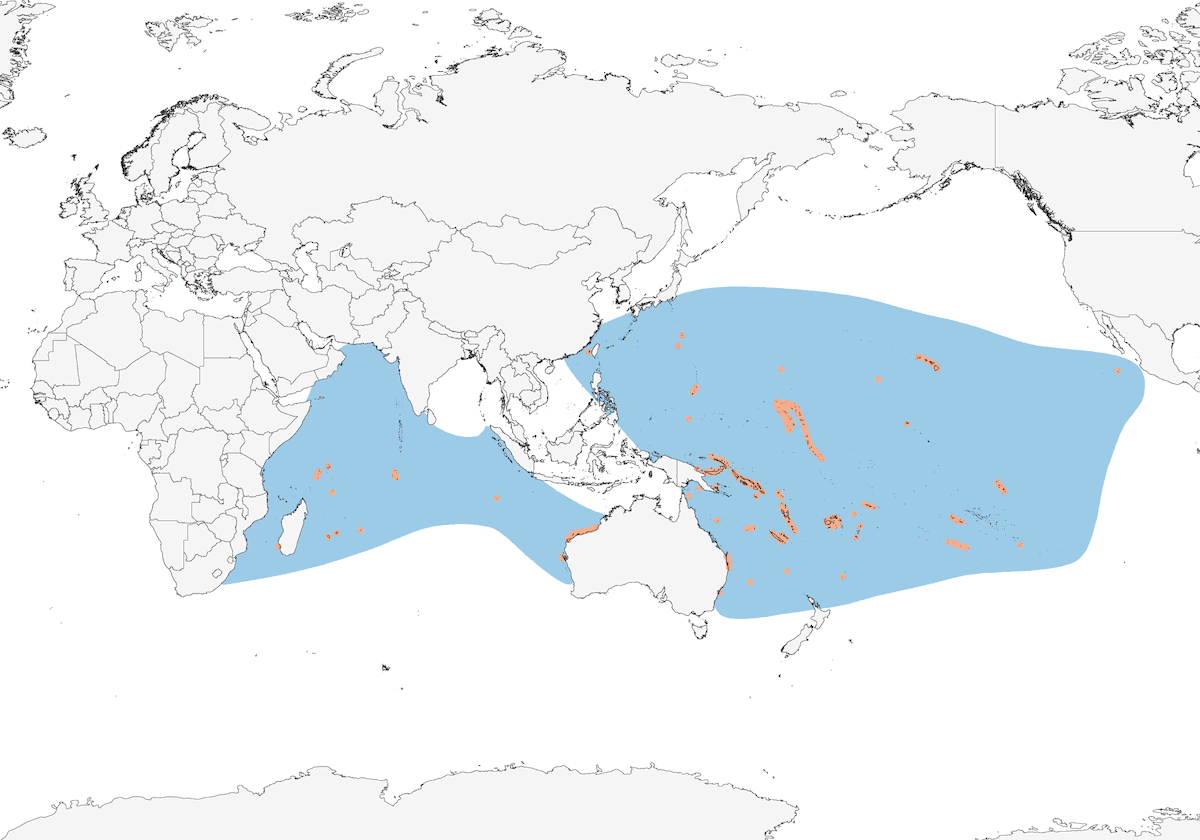 Pardela Colicuña, Distribución 1