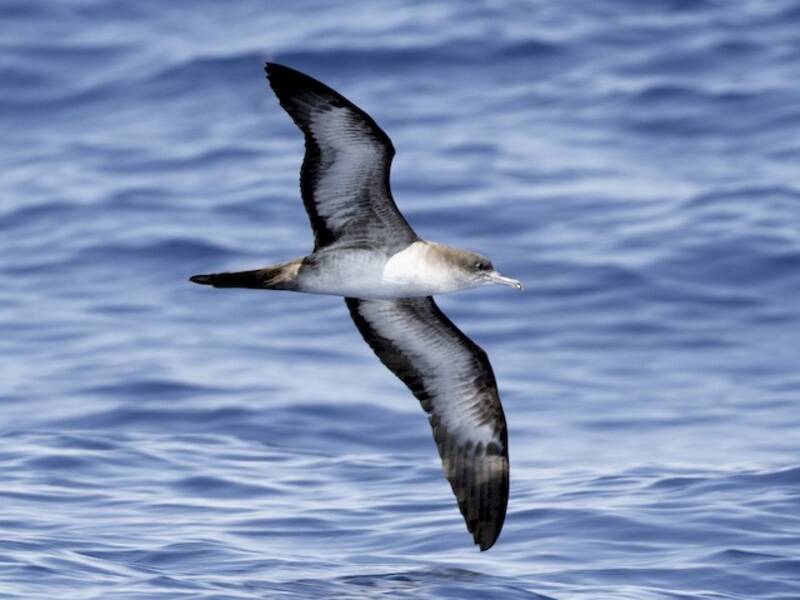 Puffin du Pacifique