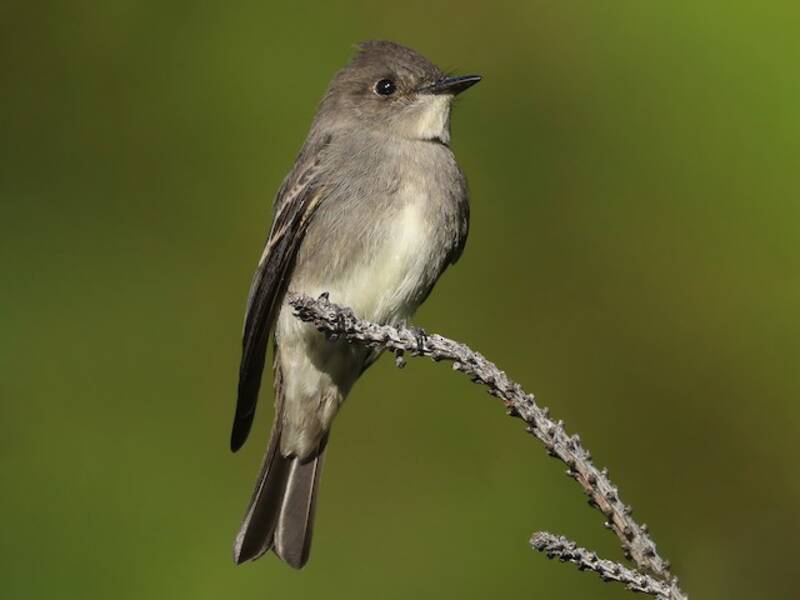 Western Wood-Pewee, Photos 2