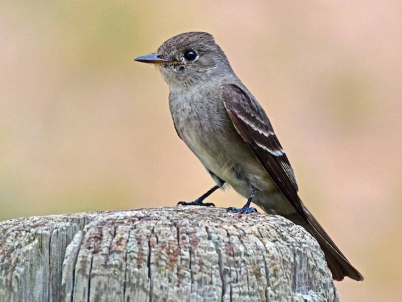 Western Wood-Pewee, Photos 3