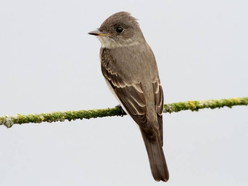 Western Wood-Pewee, Photos 4