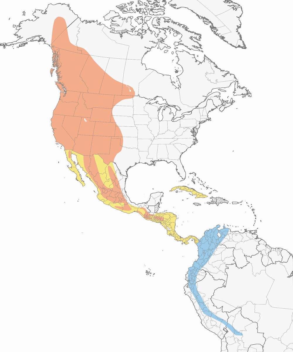 Western Wood-Pewee, Distribution 1