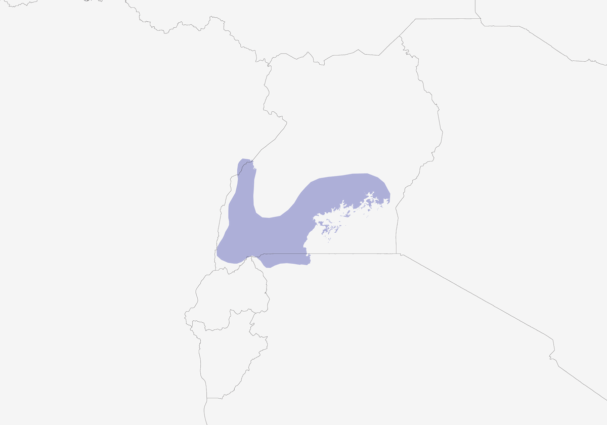 Tisserin de Weyns, Distribution 1