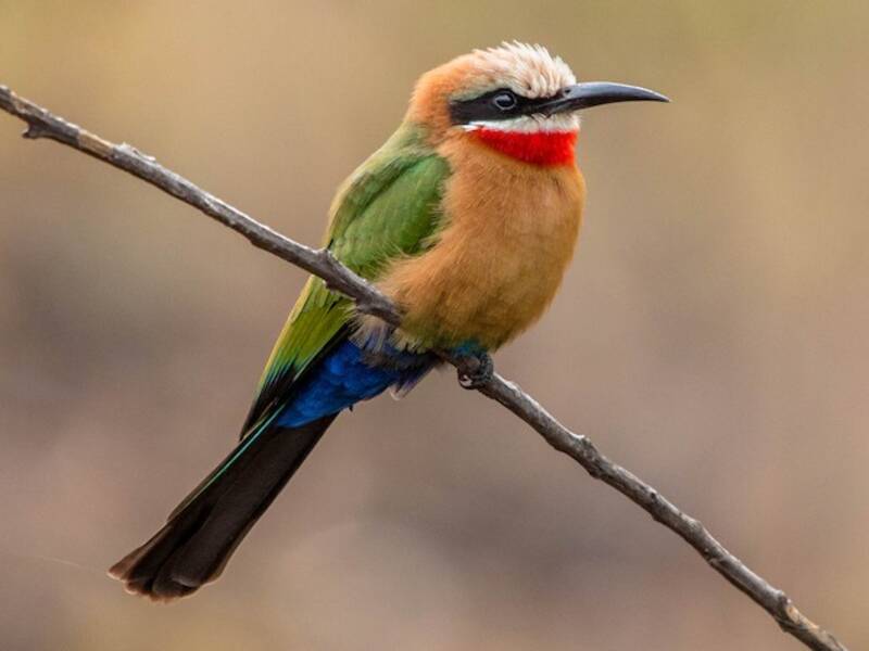 White-fronted Bee-eater
