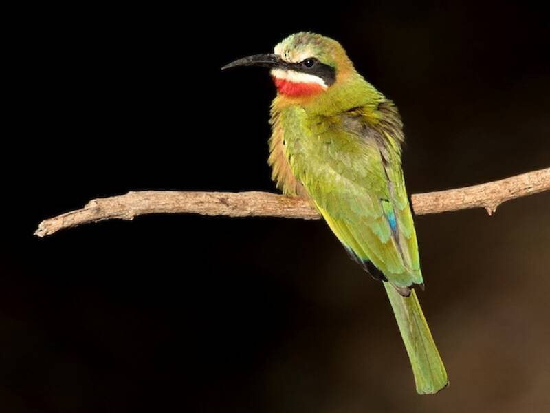 White-fronted Bee-eater, 照片 3