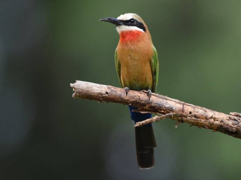 White-fronted Bee-eater, 照片 2