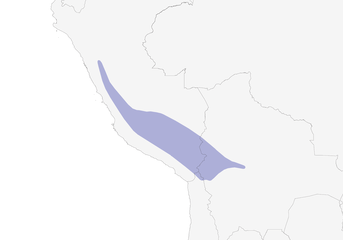 Dormilona frentiblanca, Distribución 1