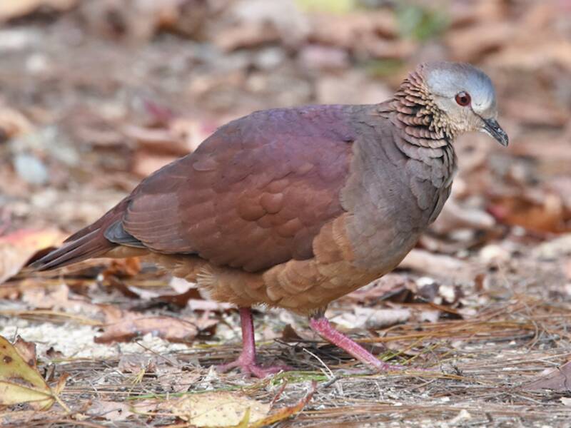 White-faced Quail-Dove, Photos 4