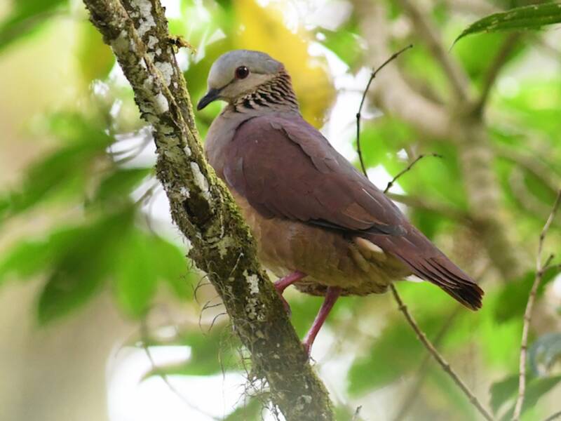 White-faced Quail-Dove, Photos 2