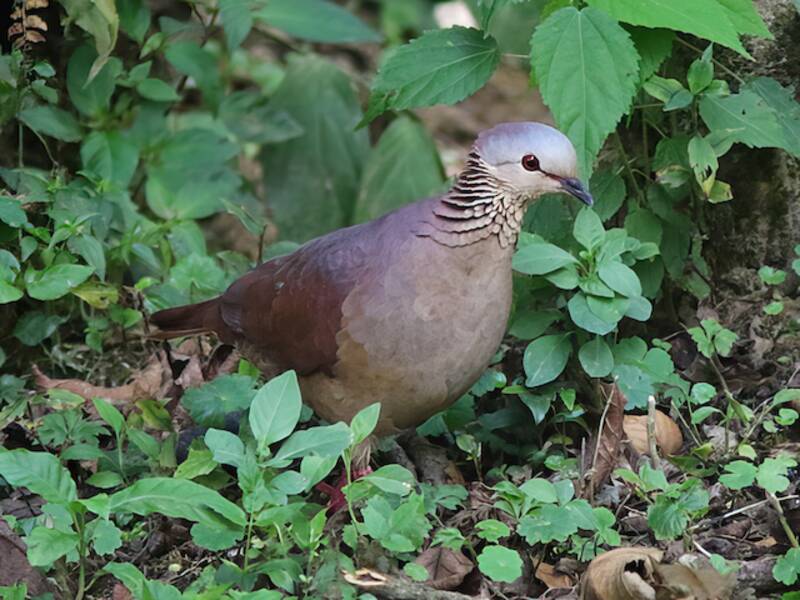 White-faced Quail-Dove, Photos 3