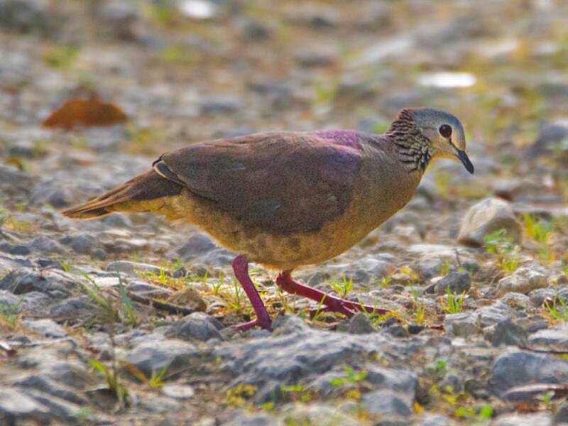 White-faced Quail-Dove