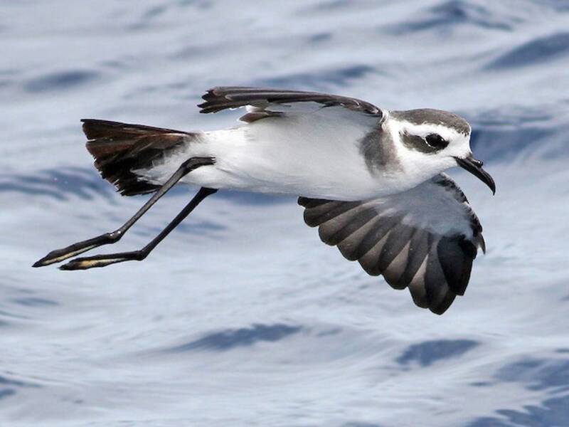 Petrel de Tormenta Cariblanco, Fotos 3