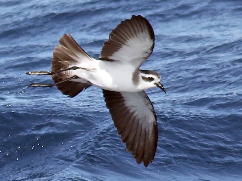 Petrel de Tormenta Cariblanco, Fotos 4