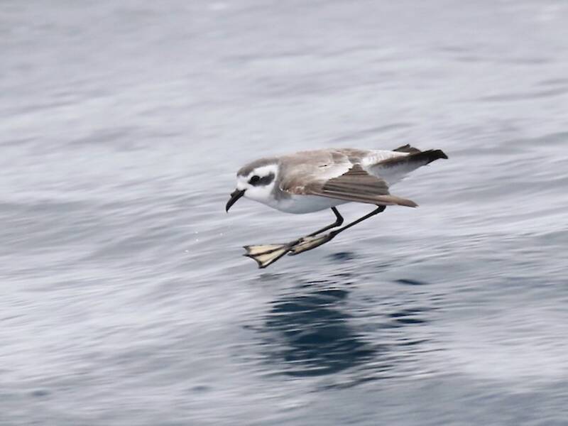 Petrel de Tormenta Cariblanco