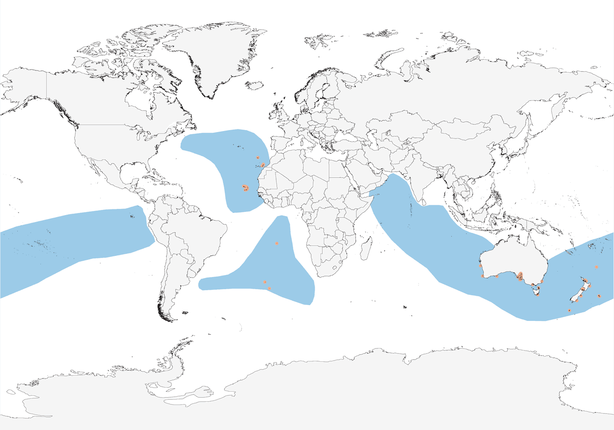 Petrel de Tormenta Cariblanco, Distribución 1