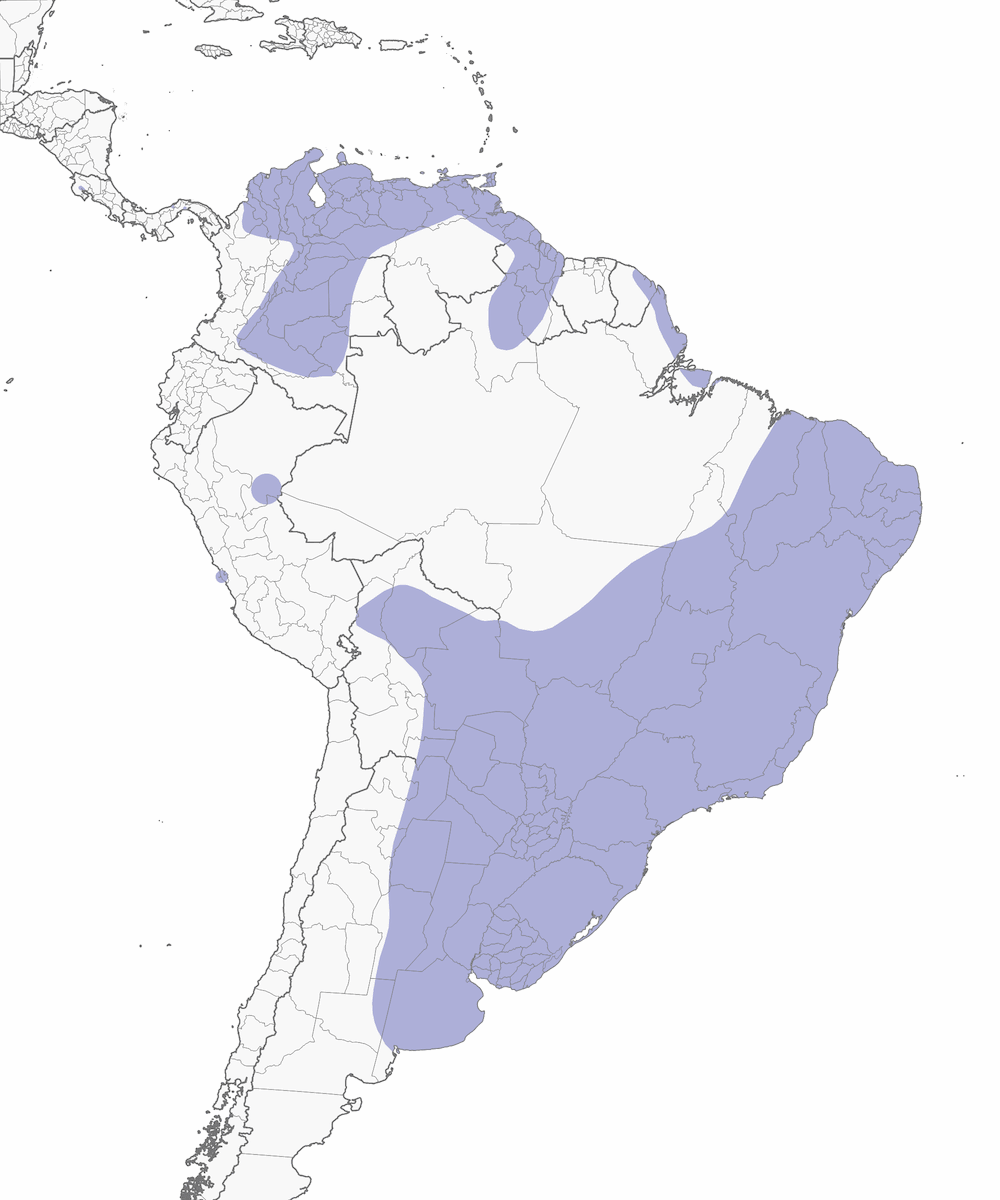 Yaguasa Cariblanca, Distribución 1