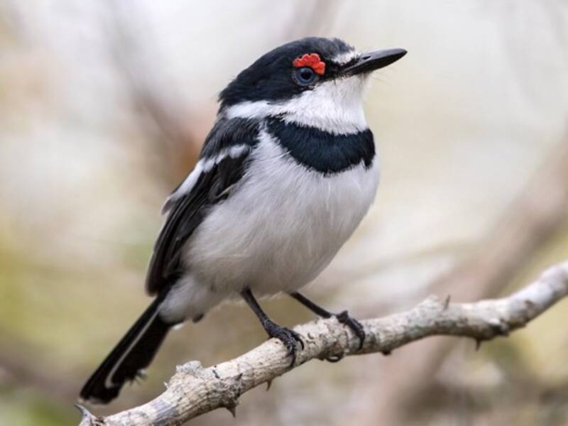 White-fronted Wattle-eye, 照片 2