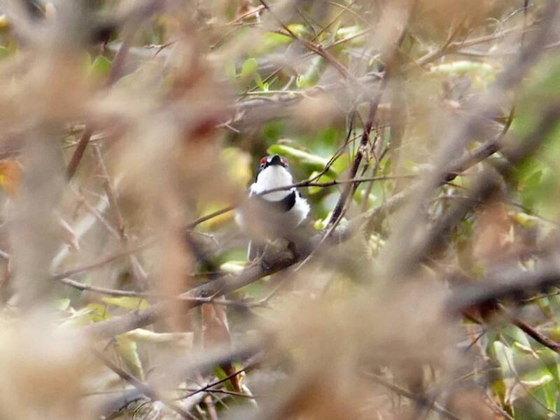 White-fronted Wattle-eye, 照片 4